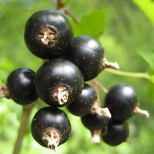BAHARAT ÇEŞITLERI