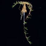 Bermuda Çimi / Cynodon Dactylon