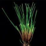 Öbekli Kırmızı Yumak / Festuca rubra rubra